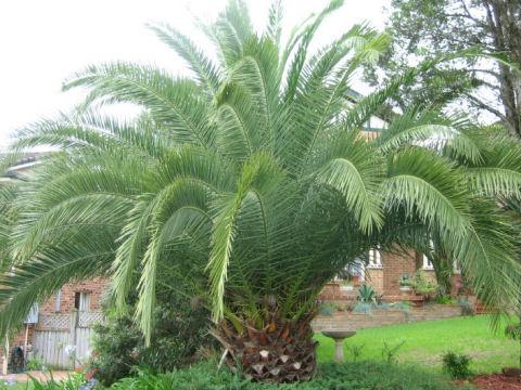 Phoenix canariensis