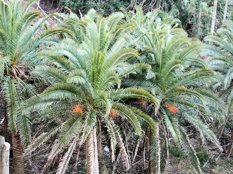 Phoenix canariensis