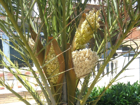 Phoenix canariensis