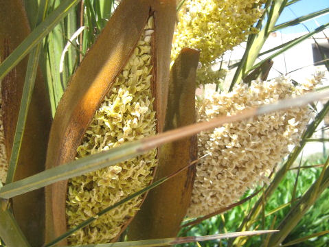 Phoenix canariensis