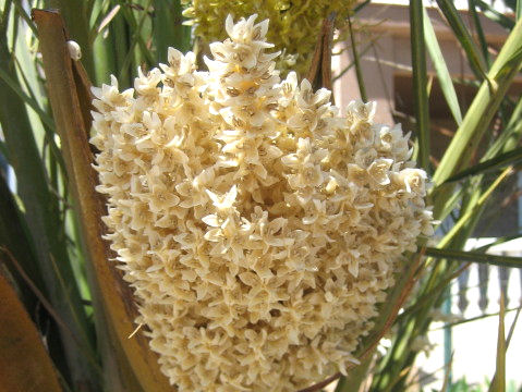 Phoenix canariensis