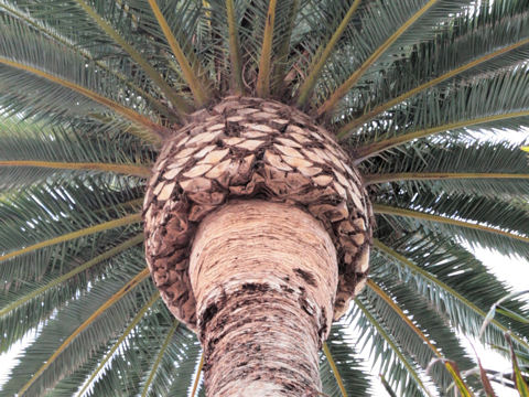 Phoenix canariensis