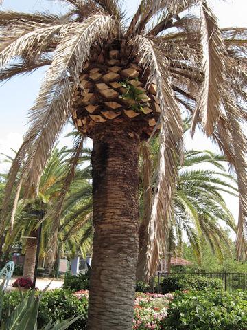 Phoenix canariensis