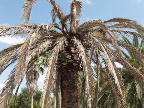 Phoenix canariensis