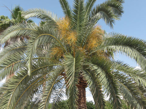 Phoenix canariensis