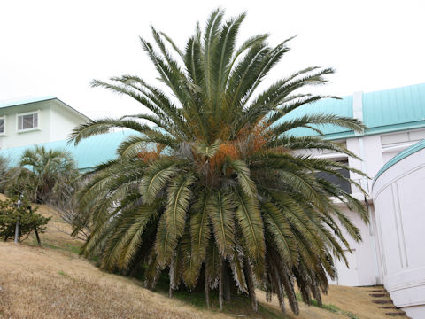 Phoenix canariensis