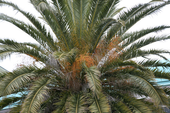 Phoenix canariensis