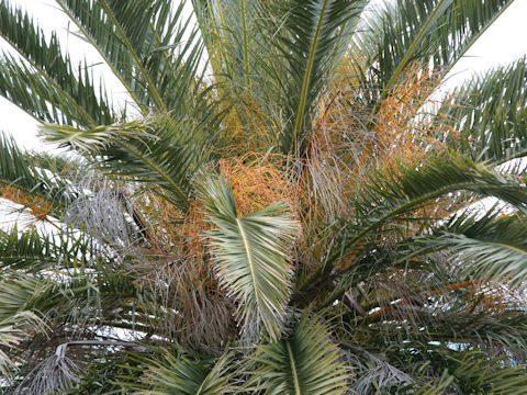 Phoenix canariensis