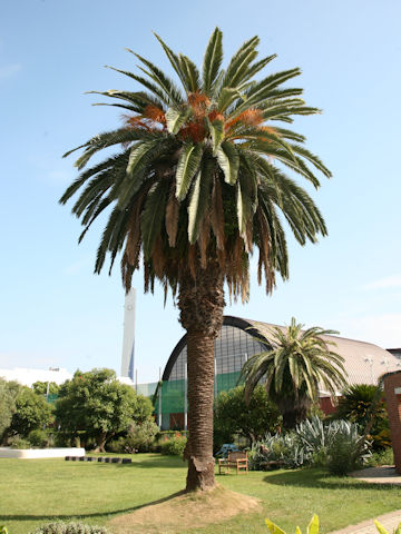 Phoenix canariensis