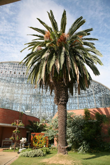 Phoenix canariensis