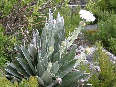 Celmisia semicordata