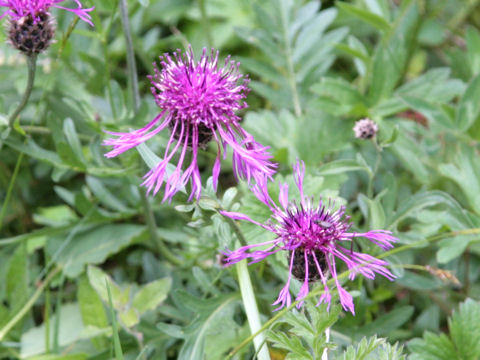 Centaurea alpestris