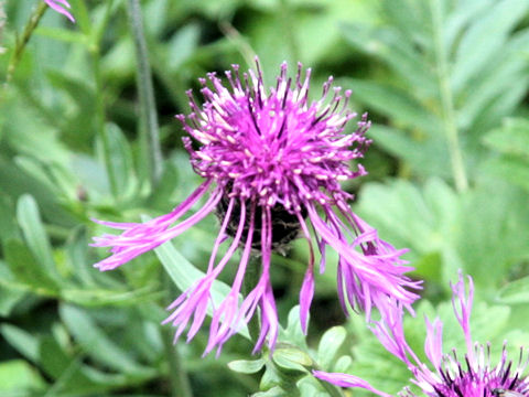 Centaurea alpestris