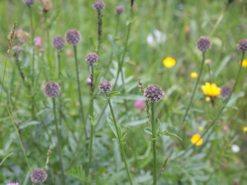 Centaurea alpestris