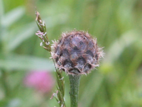 Centaurea alpestris