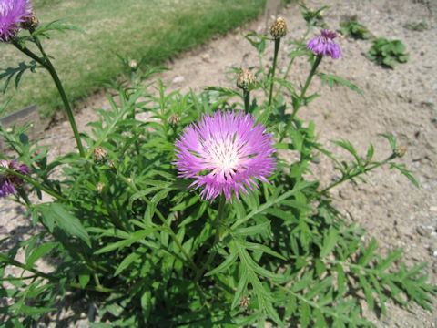 Centaurea dealbata