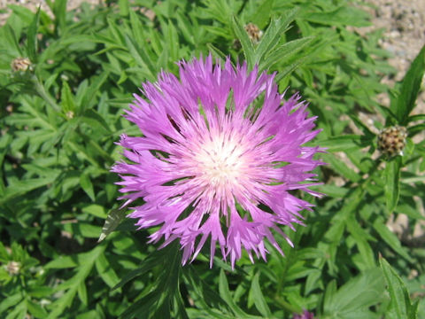 Centaurea dealbata