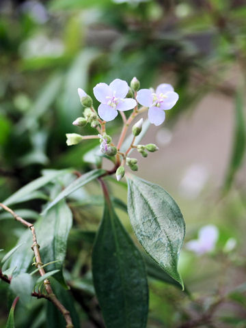 Centradenia floribunda