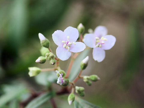 Centradenia floribunda