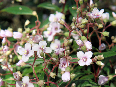 Centradenia floribunda