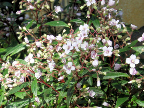 Centradenia floribunda