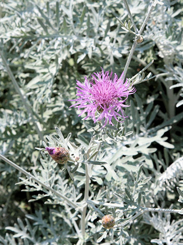 Centaurea gymnocarpa