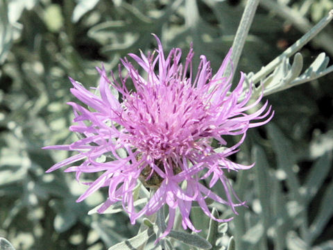 Centaurea gymnocarpa