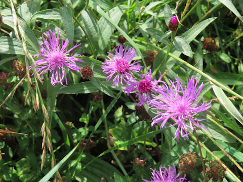 Centaurea nigrescens