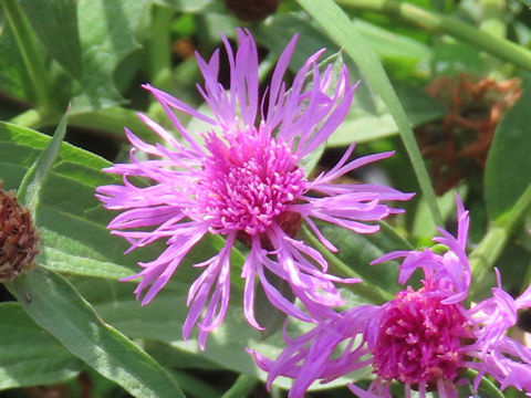 Centaurea nigrescens