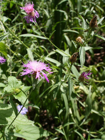 Centaurea pseudofrigia