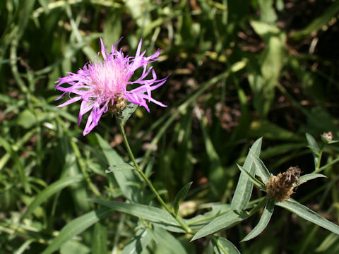 Centaurea pseudofrigia