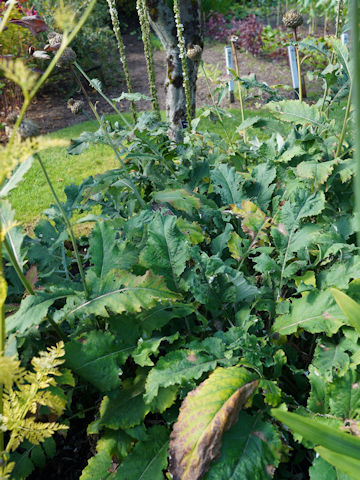 Centaurea rhapontica