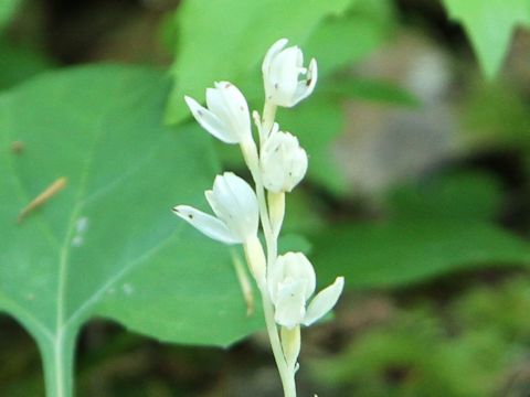 Cephalanthera austiniae