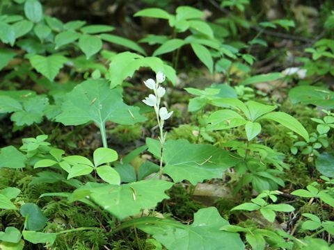 Cephalanthera austiniae