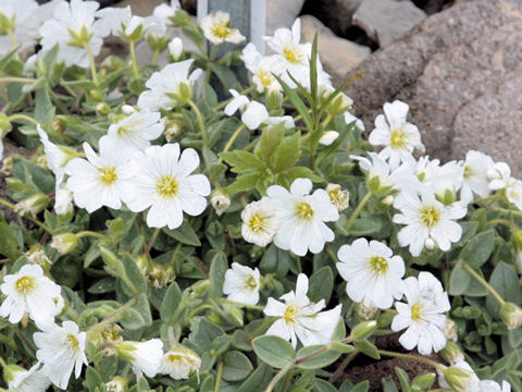 Cerastium latifolium