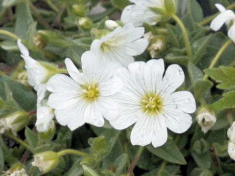 Cerastium latifolium