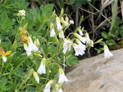 Cerastium latifolium