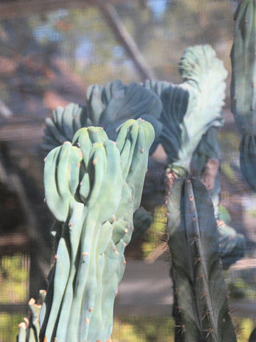 Cereus hildmannianus var. monstrose