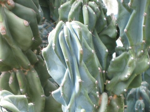 Cereus hildmannianus var. monstrose