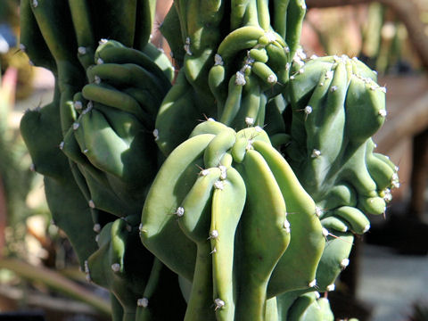 Cereus hildmannianus var. monstrose