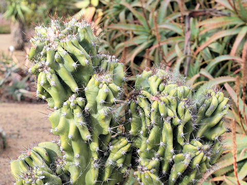 Cereus hildmannianus var. monstrose