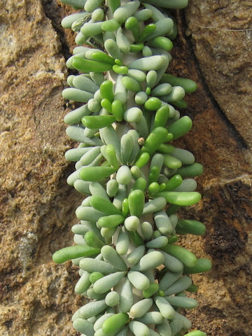 Ceraria namaquensis