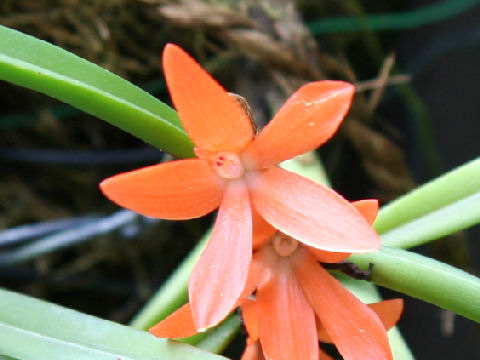 Ceratostylis retisquama