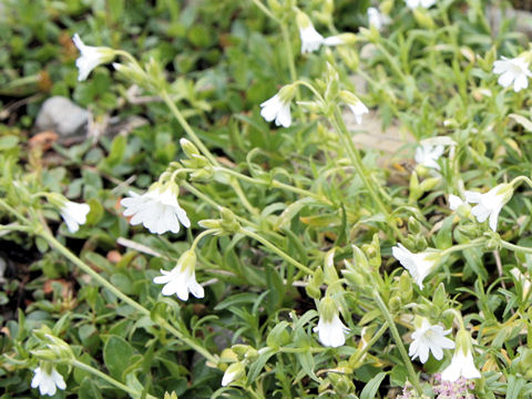 Cerastium arvense ssp. strictum