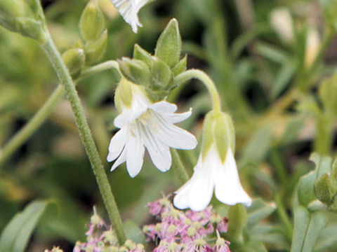 Cerastium arvense ssp. strictum