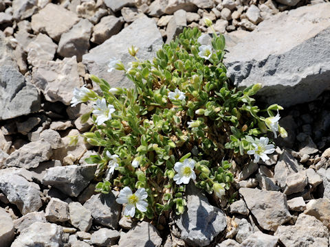 Cerastium uniflorum