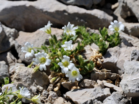 Cerastium uniflorum