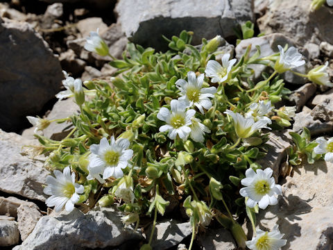 Cerastium uniflorum