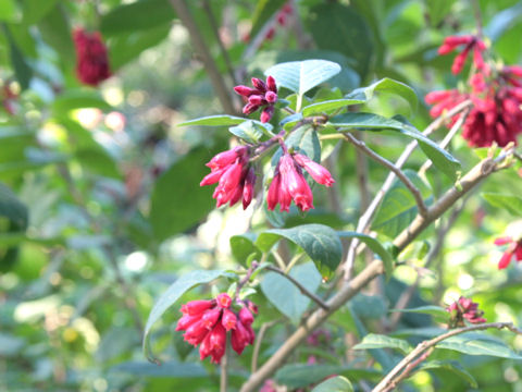 Cestrum elegans