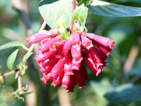 Cestrum elegans